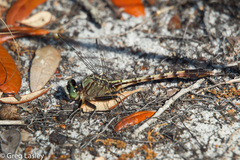 Arigomphus pallidus