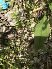 Astragalus bibullatus