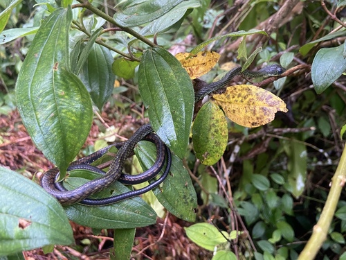 Brown Rat Snake