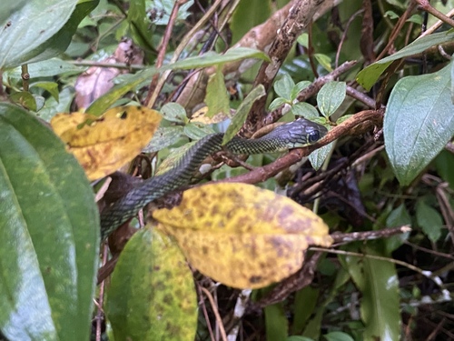 Brown Rat Snake