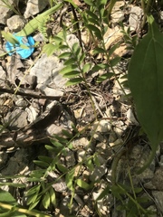 Astragalus bibullatus