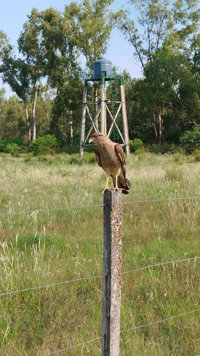Chimango Caracara