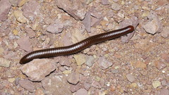 Orthoporus