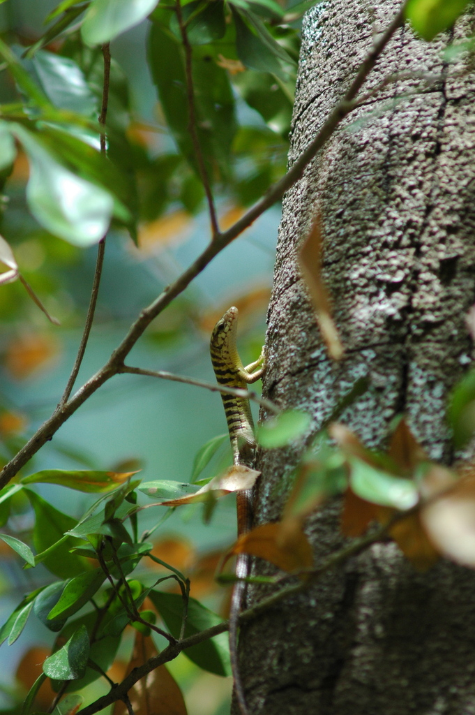 Boettger's Girdled Lizard
