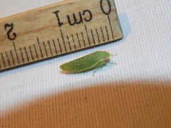 Rugosana querci