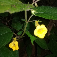 Achimenes flava
