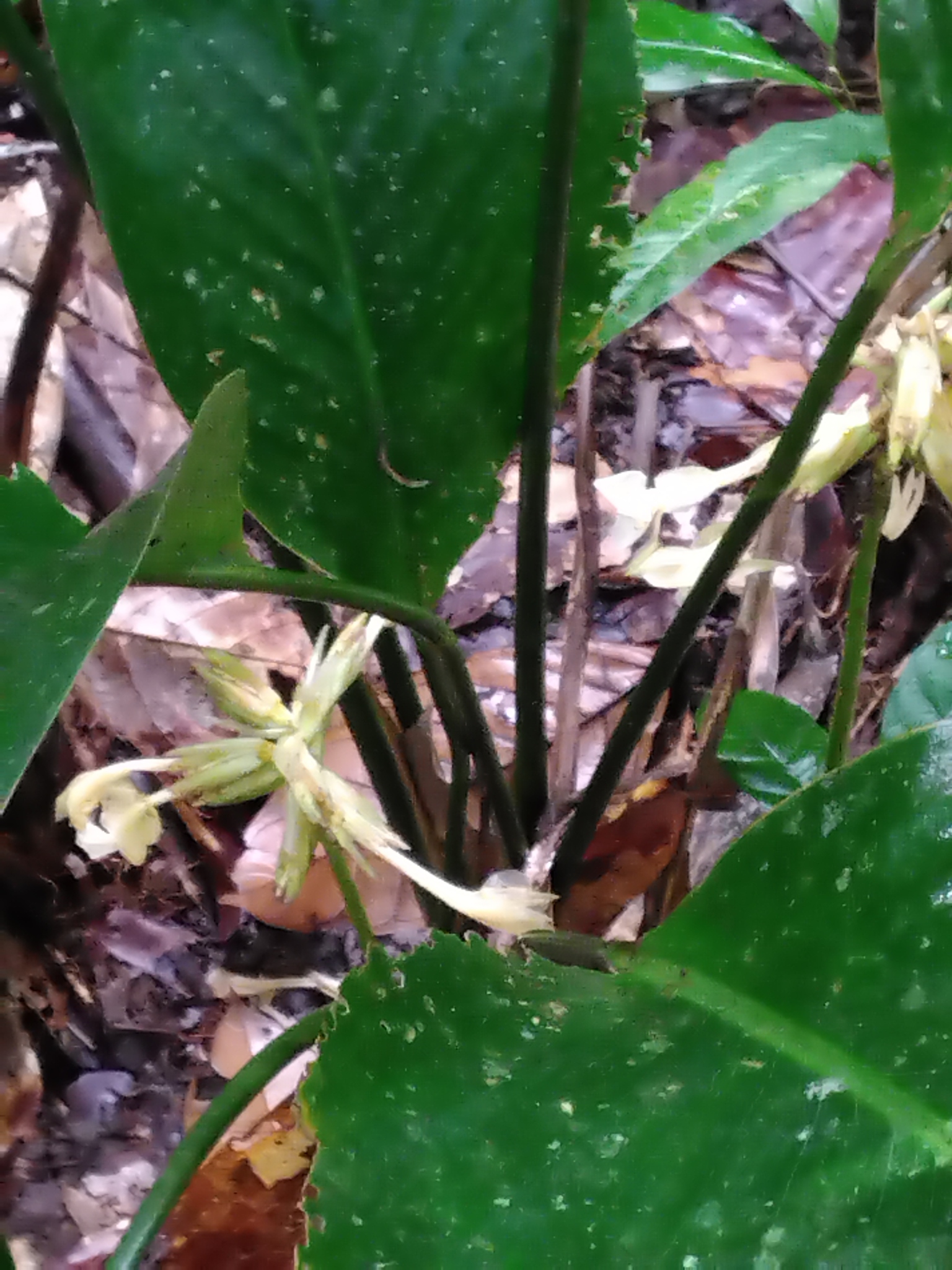 Imagem de Maranta-zebrina