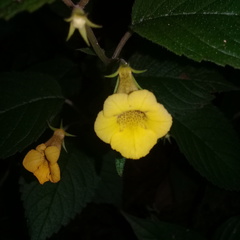 Achimenes flava