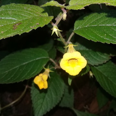 Achimenes flava