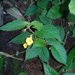 Achimenes flava