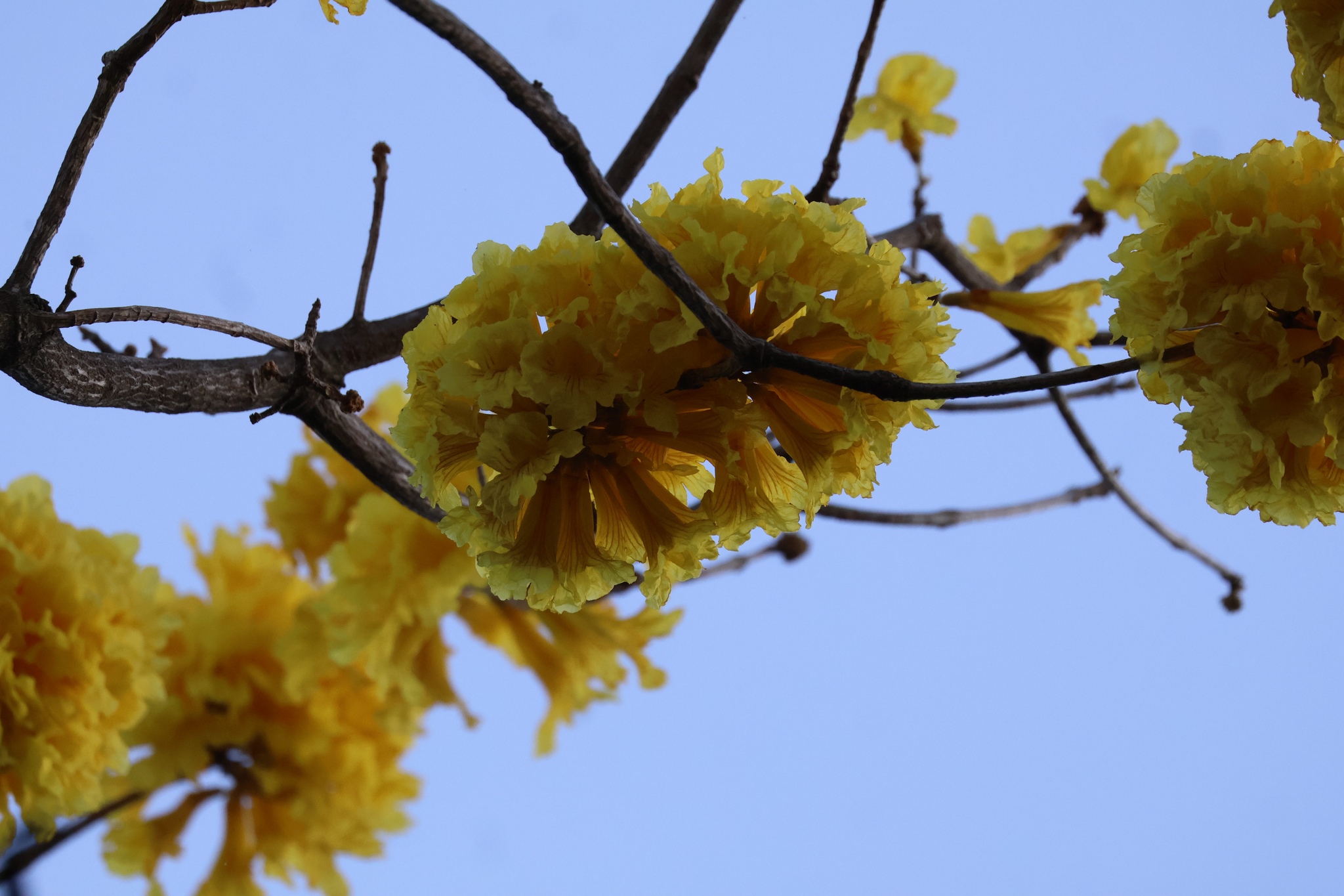 Imagem de Ipê-amarelo