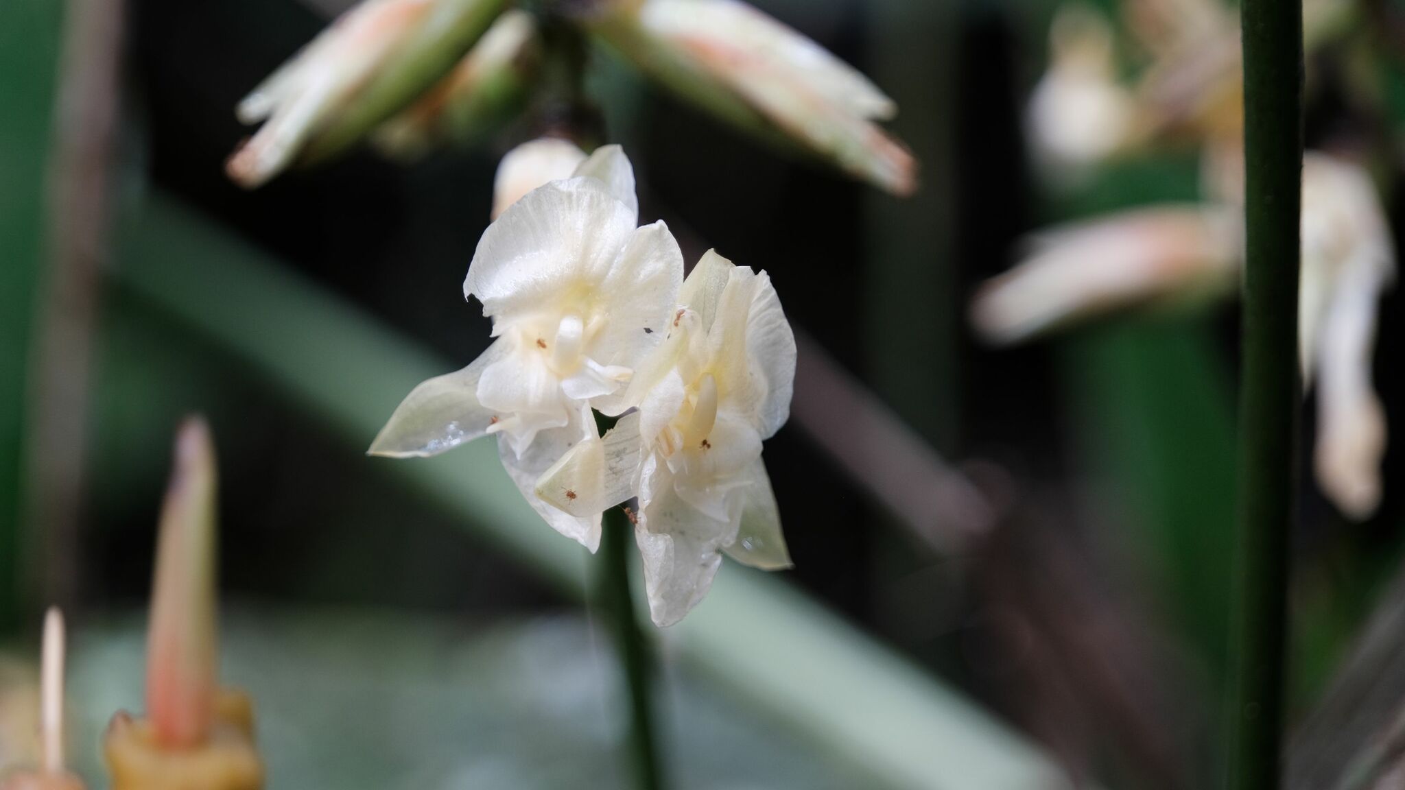 Imagem de Maranta-zebrina