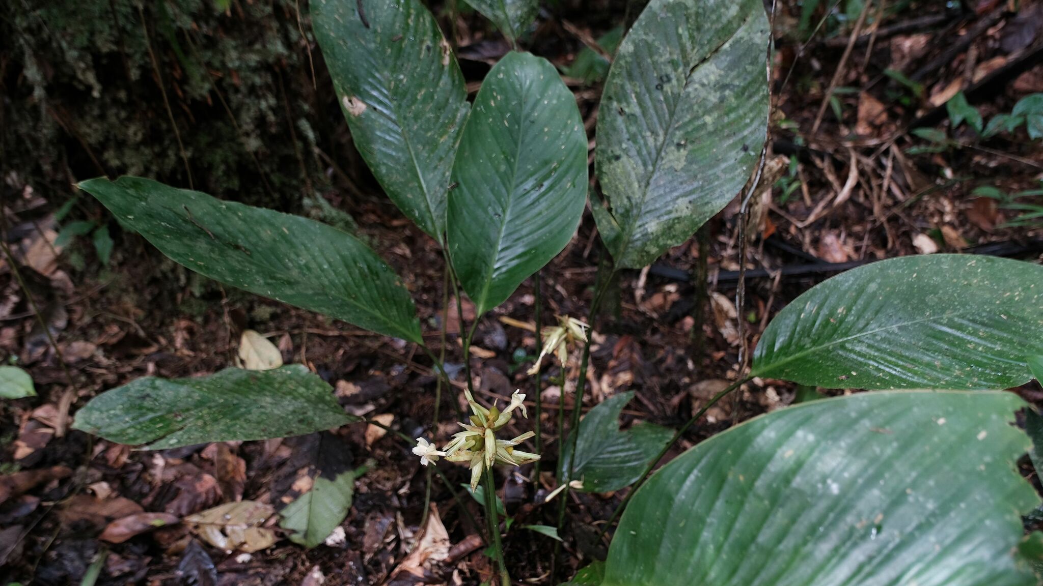 Imagem de Maranta-zebrina