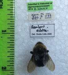 Bombus ashtoni