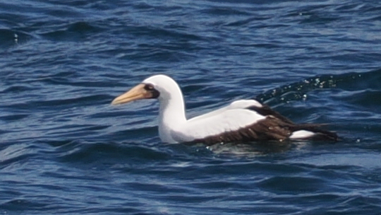 Adult Nazca booby floating on blue sea water with its orange bill and dark tail visible