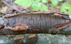 Diatrype decorticata