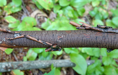 Diatrype decorticata