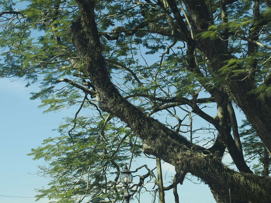 Imagem de Sibipiruna