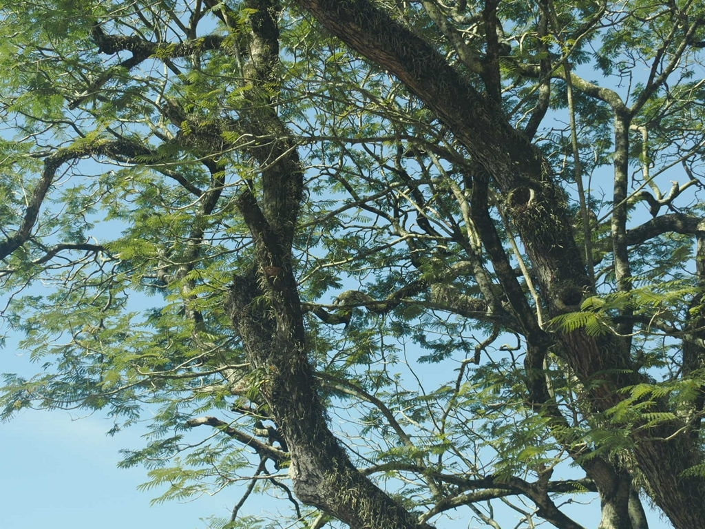 Imagem de Sibipiruna