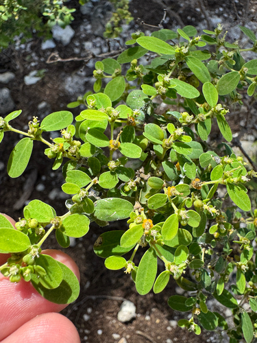 Euphorbia skottsbergii observed 2025-03-02