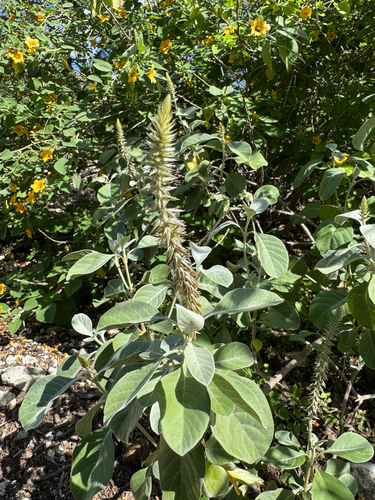 Achyranthes splendens observed 2025-03-02