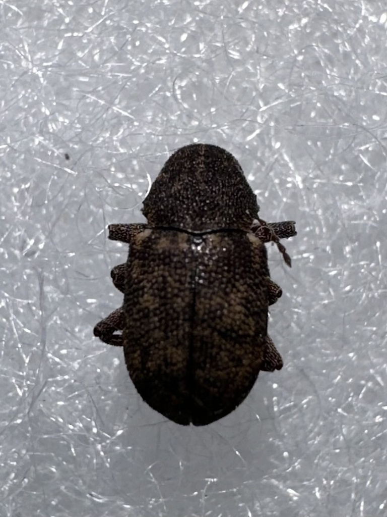 Myochrous floridanus