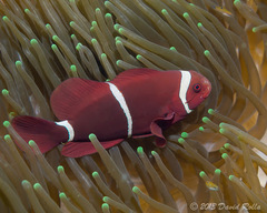 Amphiprion biaculeatus