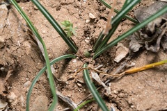 Crocus tournefortii