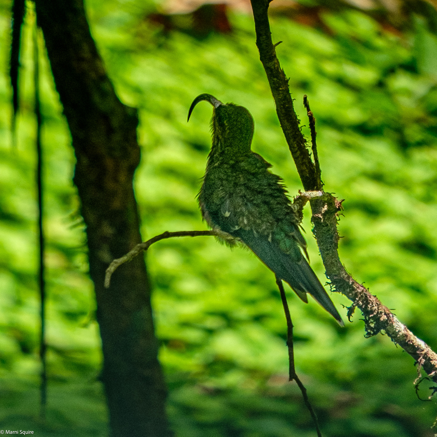 White-tipped Sicklebill (Eutoxeres aquila), photo 5