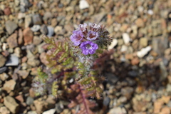 Phacelia cedrosensis