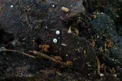 Flagelloscypha minutissima