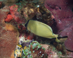 Chaetodon citrinellus