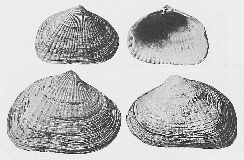 Didacna protracta