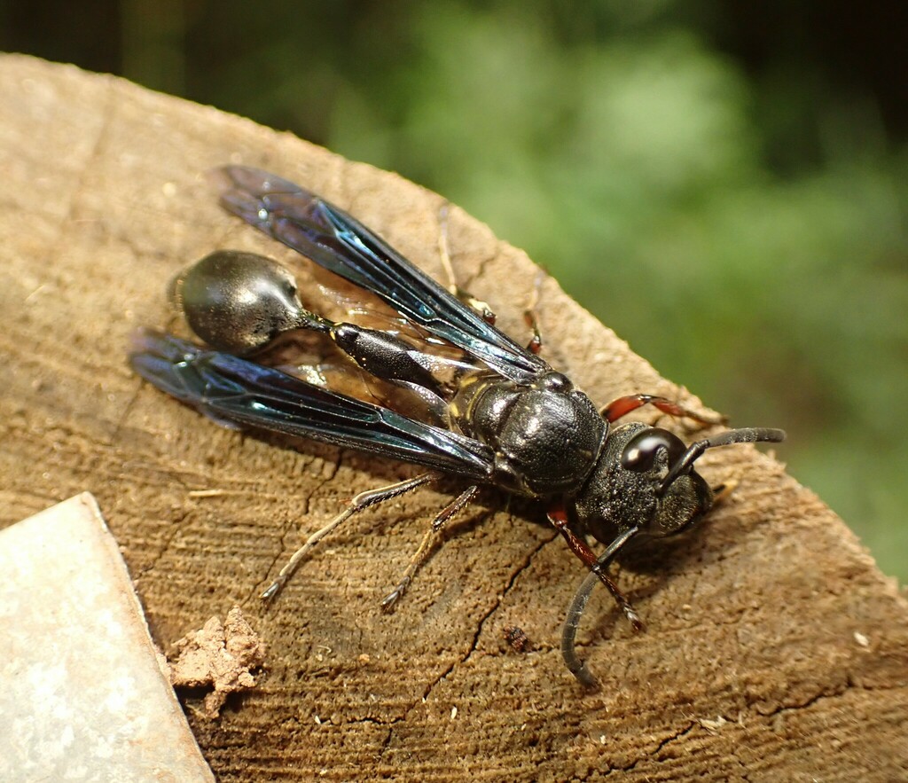 Zethus smithii