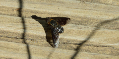 Hemipenthes velutina