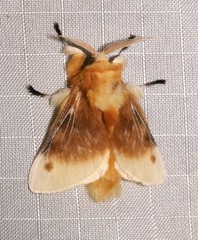 Megalopyge bissesa