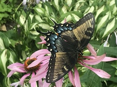 Papilio glaucus