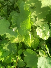 Triumfetta rhomboidea