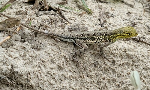 Keeled Earless Lizard, Holbrookia propinqua