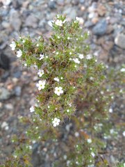 Cryptantha maritima cedrosensis