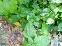 Synedrella nodiflora