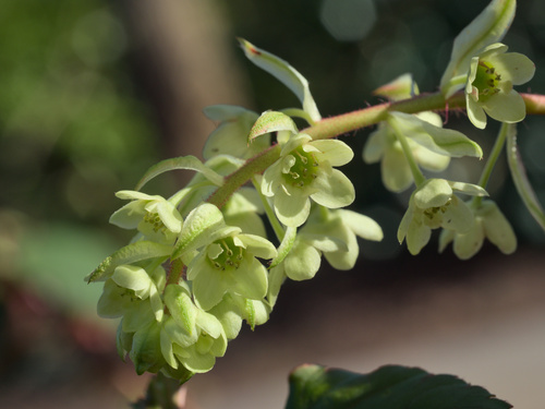 Laurel - leaved Currant (Ribes laurifolium)