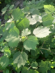 Triumfetta rhomboidea