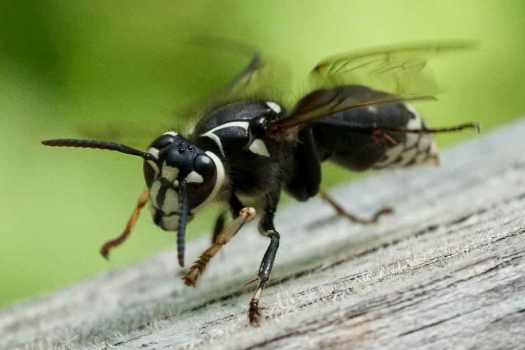 Bald Faced Hornet Seney And The Surrounding Areas Pollinators