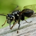 Bald-faced Hornet - Photo (c) Amy Schnebelin, some rights reserved (CC BY), uploaded by Amy Schnebelin