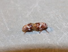Clastoptera octonotata