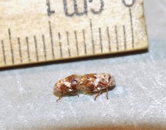 Clastoptera octonotata