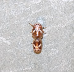 Clastoptera octonotata