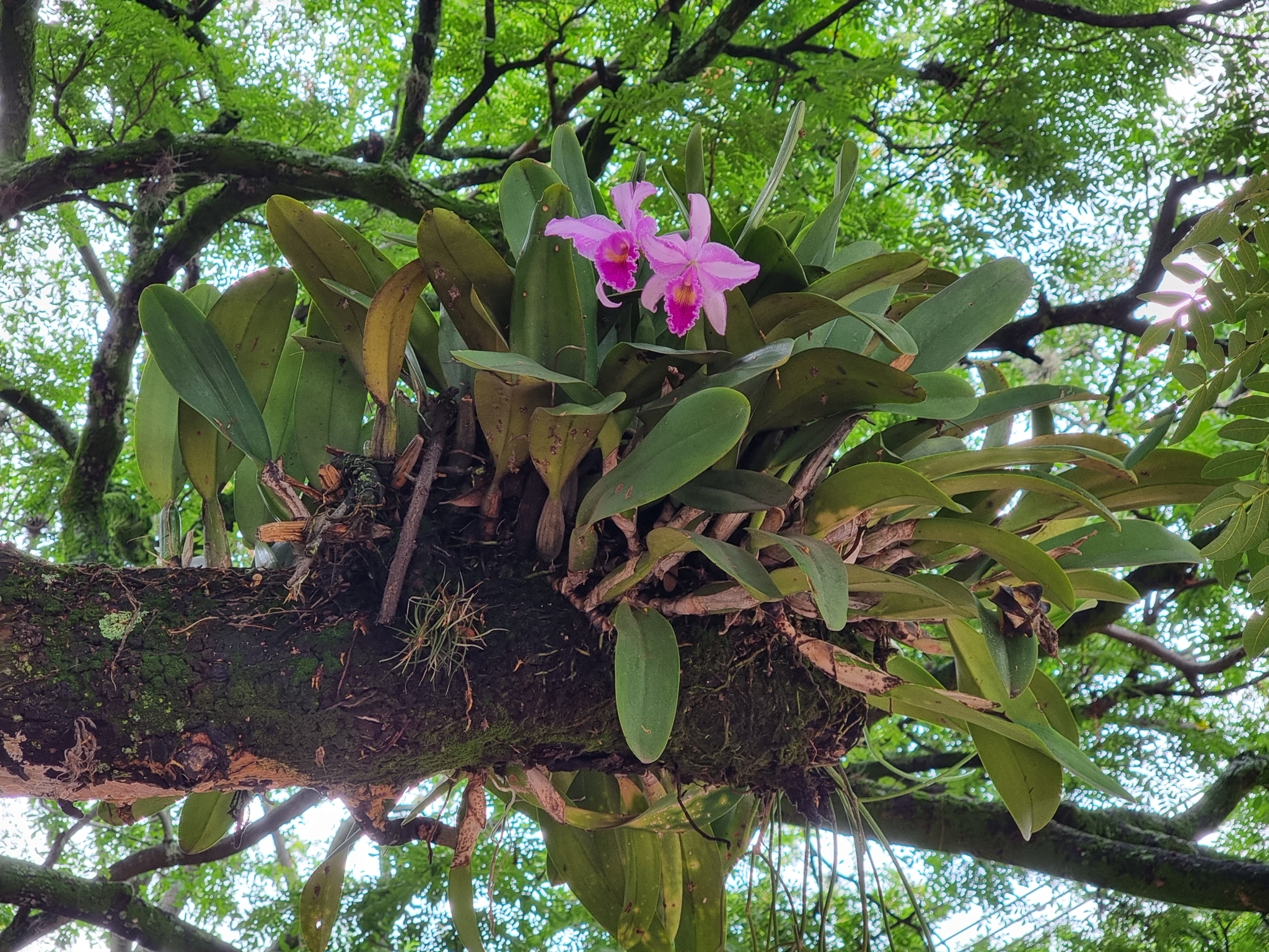 Imagem de Orquídea Nacional
