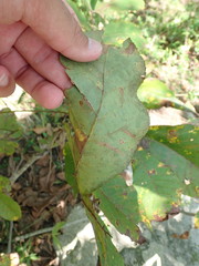 Carya pallida
